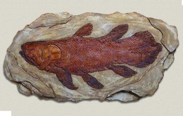 V1 Coelacanth