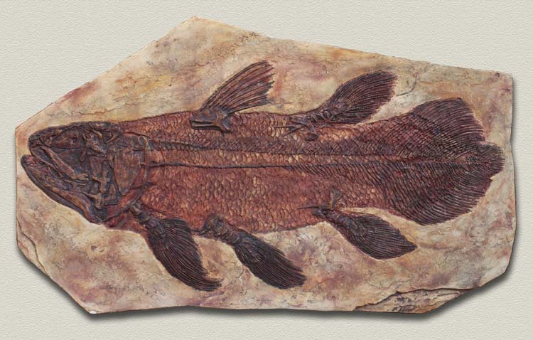 V4 Coelacanth